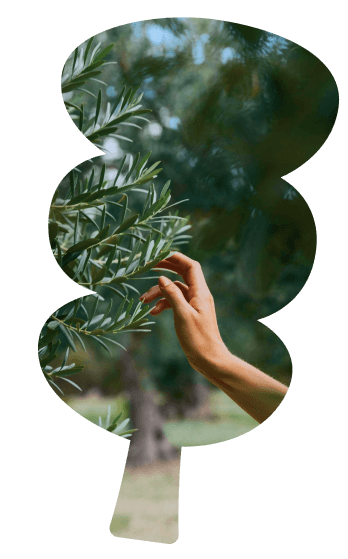 Ecosia Tree Mail Icon