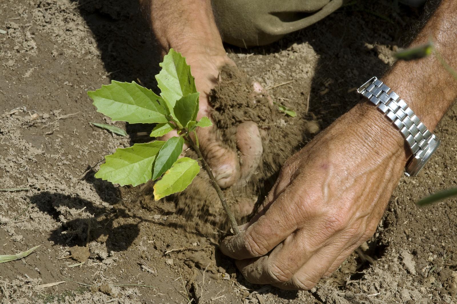 ecosia-tree-planting-brazil-atlantic-forest-01