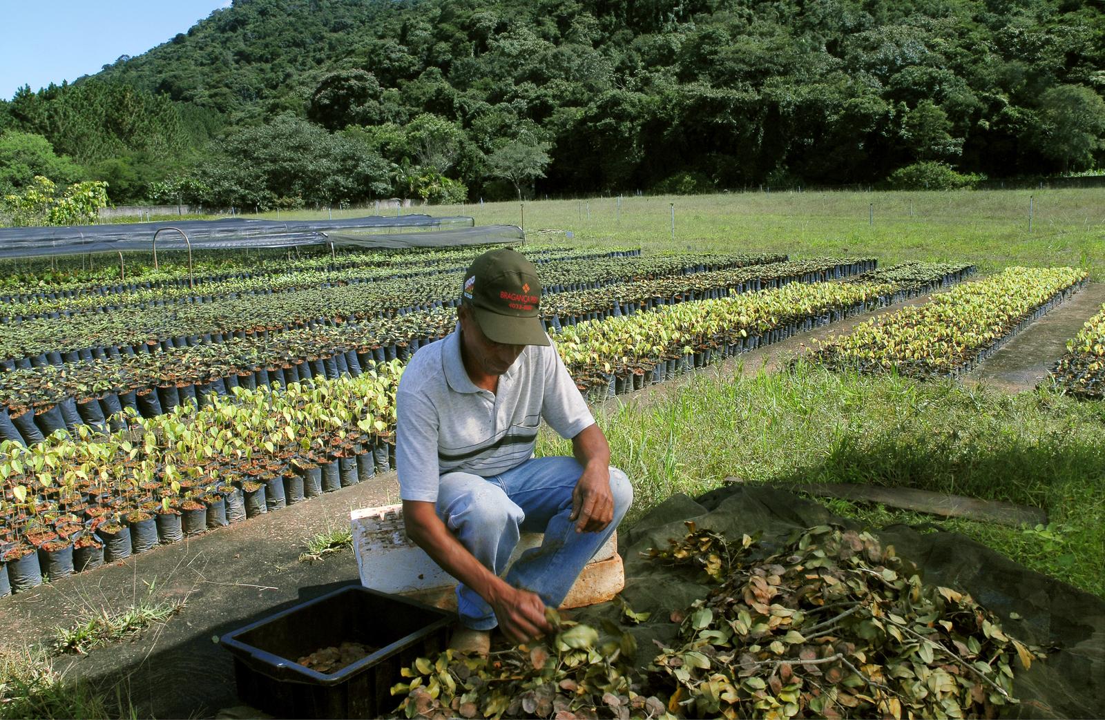 ecosia-tree-planting-brazil-atlantic-forest-02