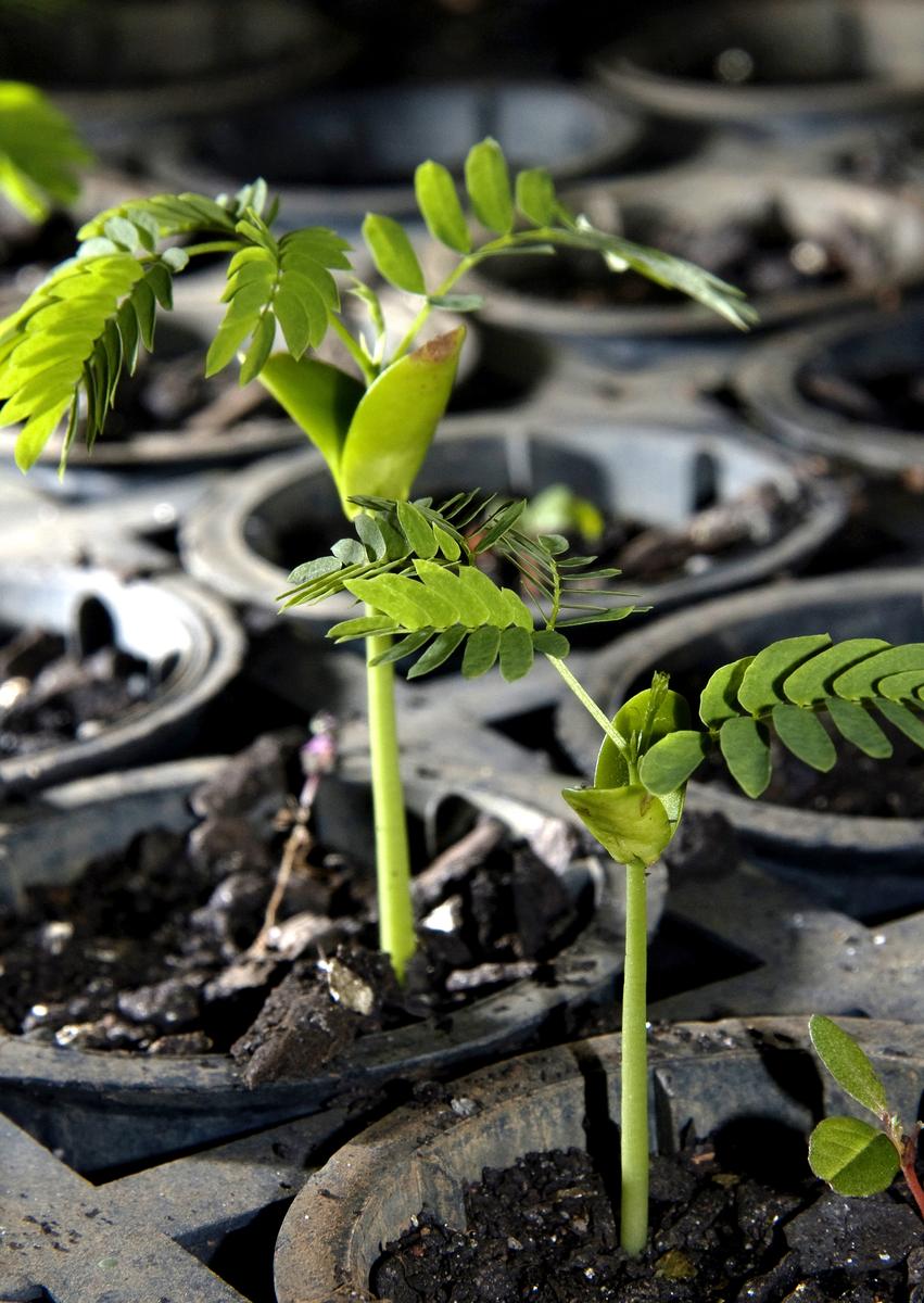 ecosia-tree-planting-brazil-atlantic-forest-03