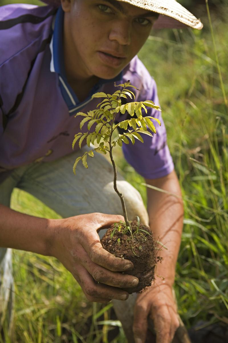 ecosia-tree-planting-brazil-atlantic-forest-06