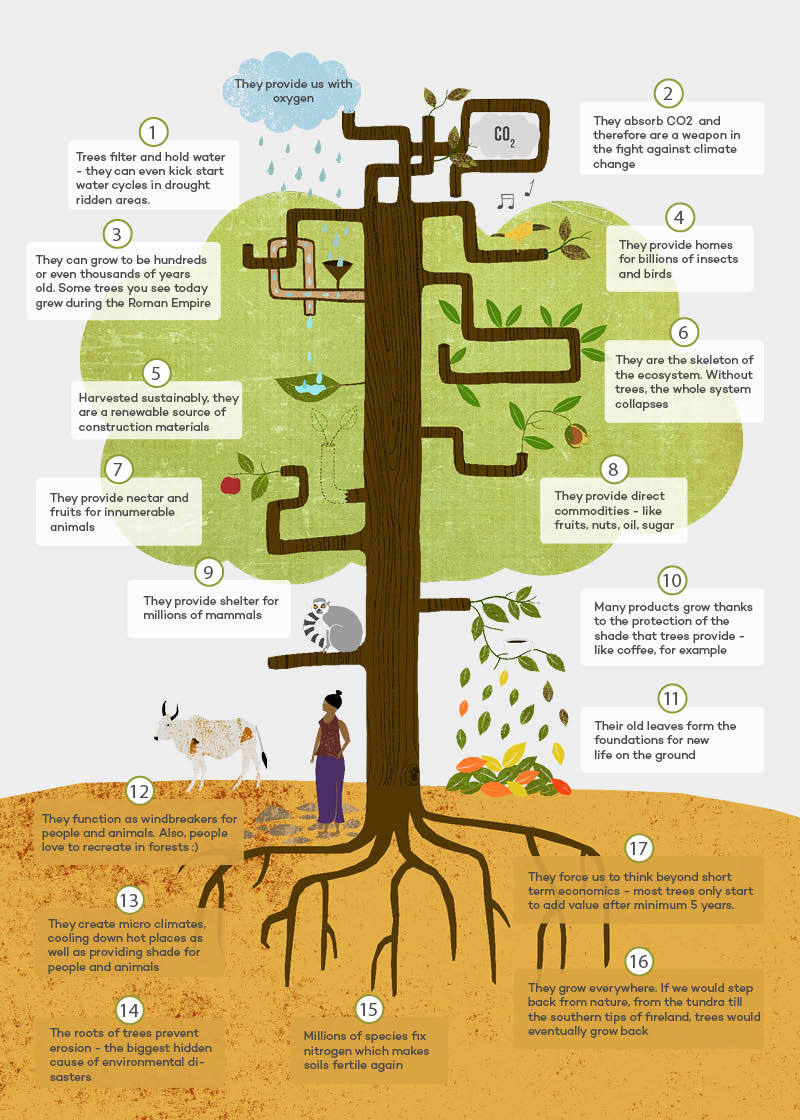 does ecosia actually plant trees