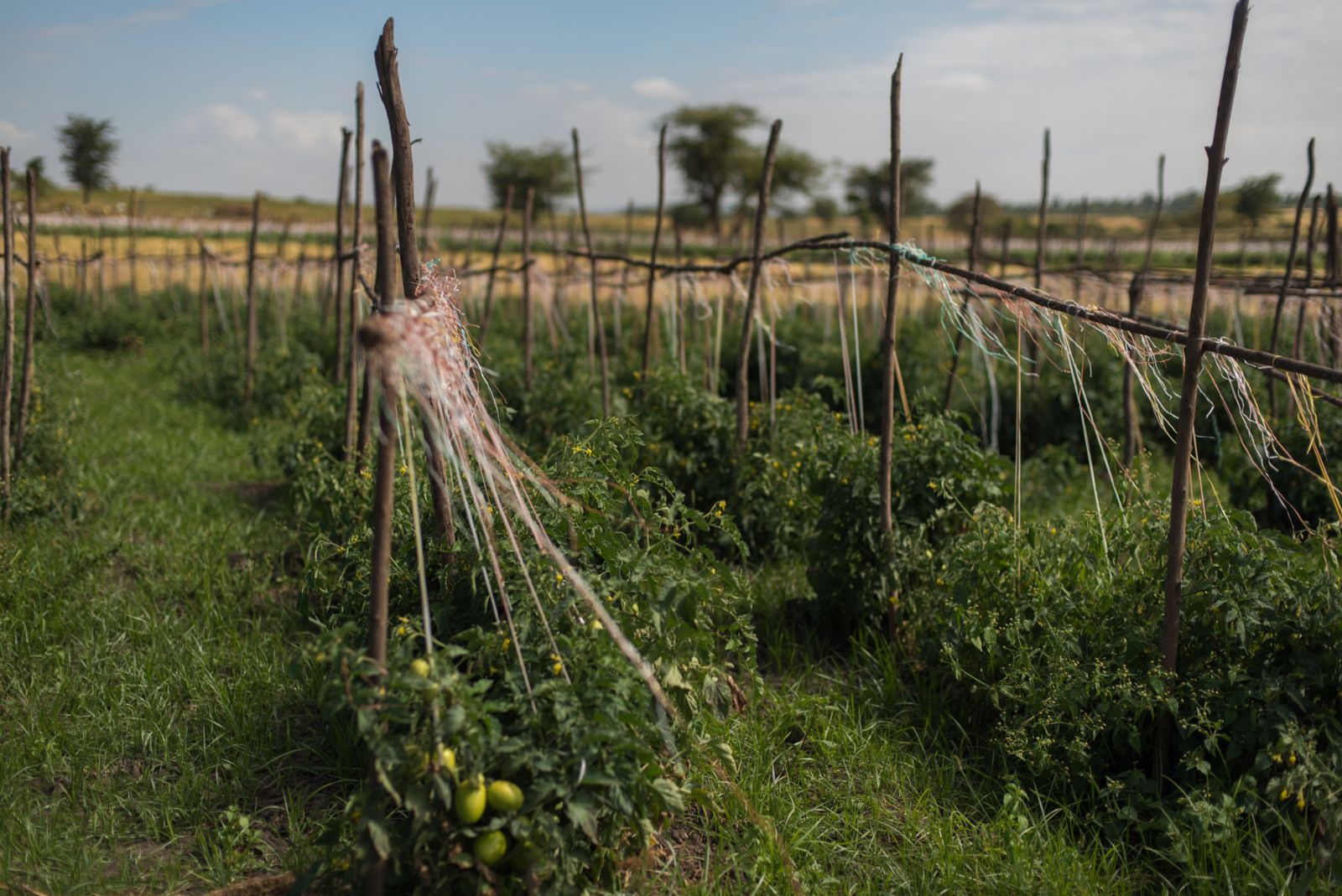 Tomatoes