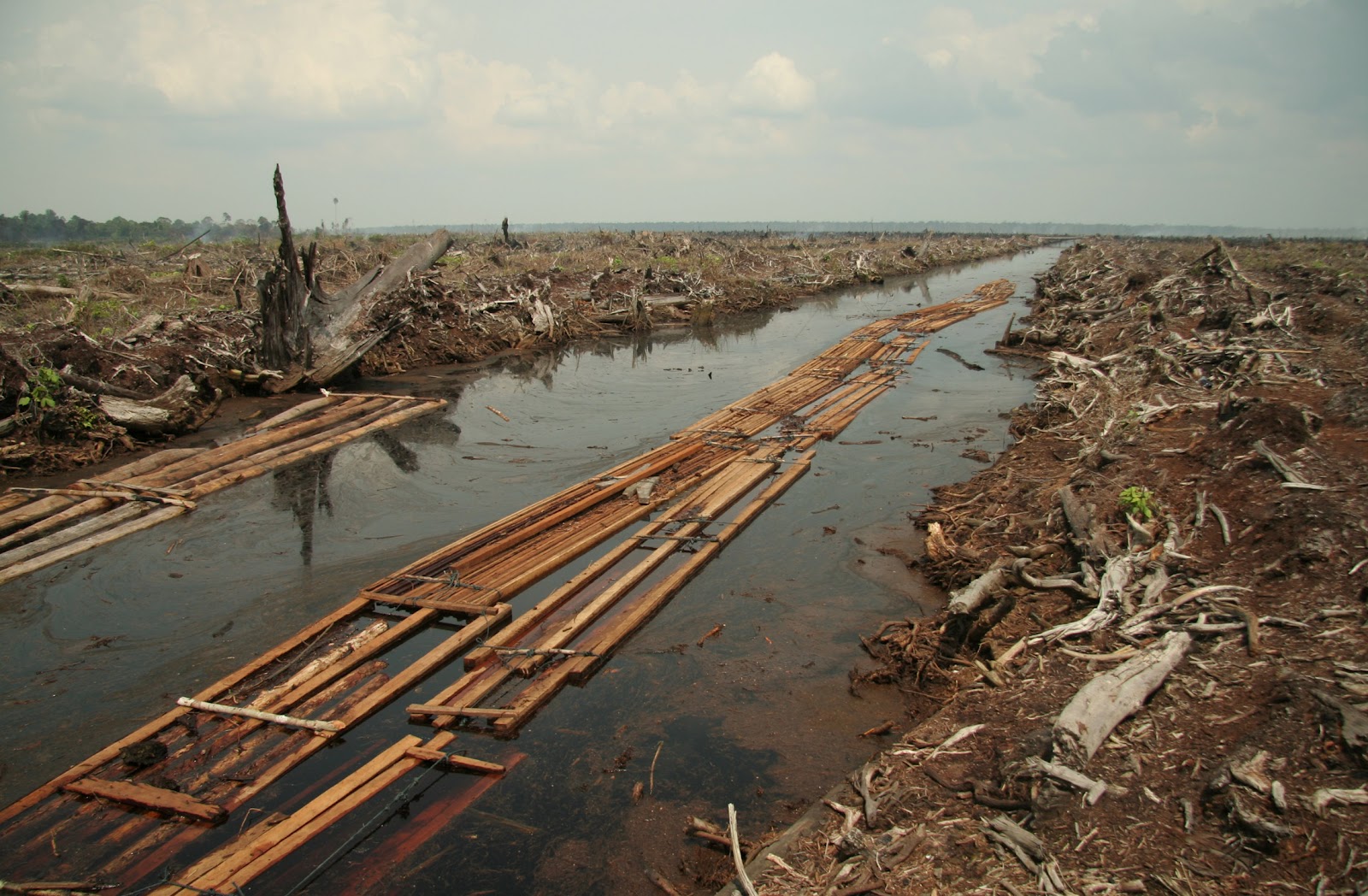 deforestation-in-Indonesia