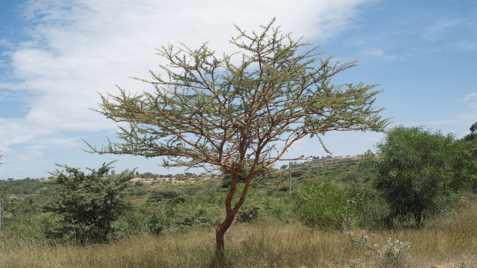 Ecosia's trees in Ethiopia