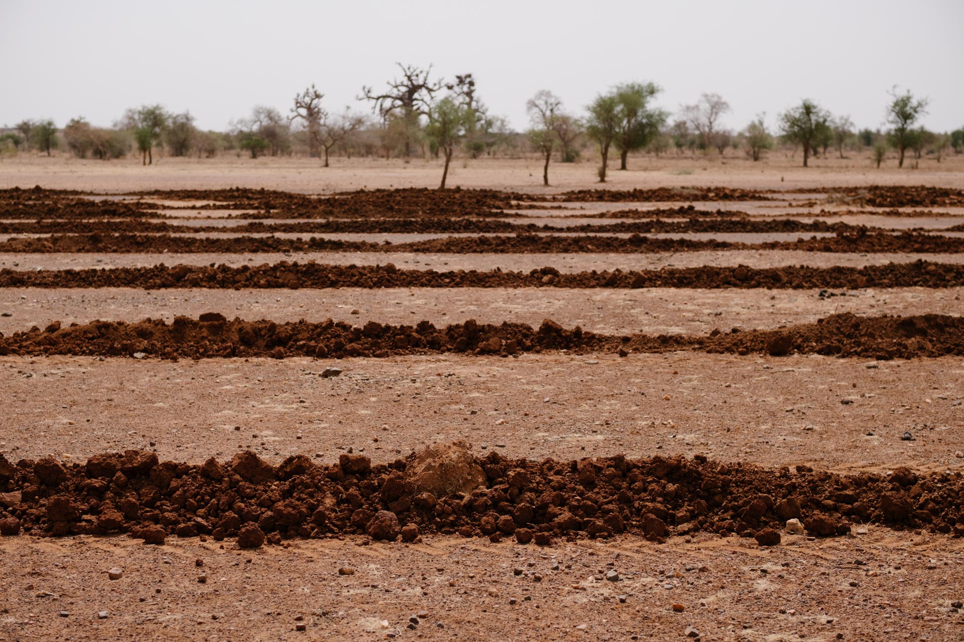 Burkina-Faso-Trees-Reforestation-Ecosia--24-of-38-
