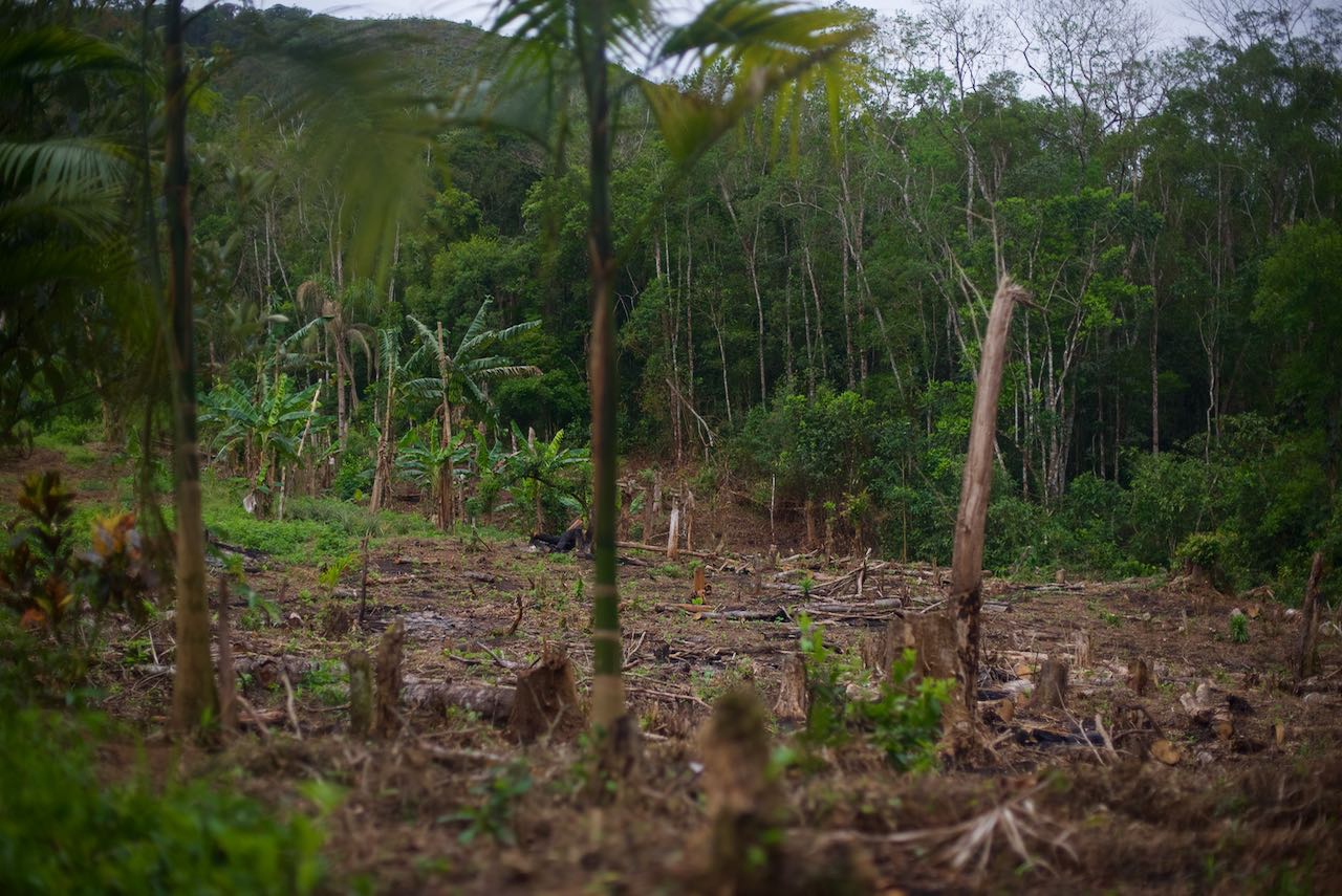 Land use and land cover in the Atlantic Forest biome, Brazil. Native