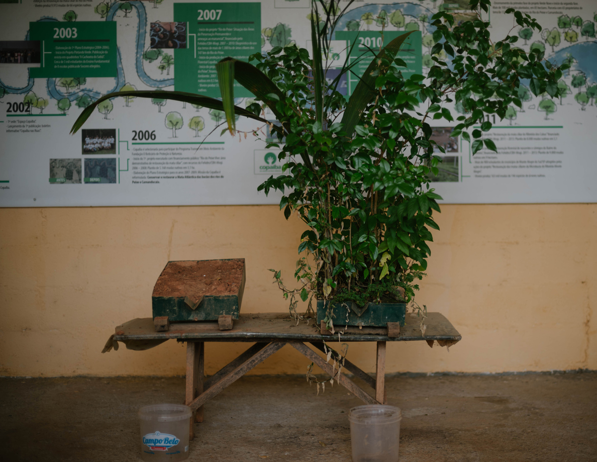 brazil-atlantic-forest-amazon-rainforest-ecosia-tree-planting-erosion-box-2018