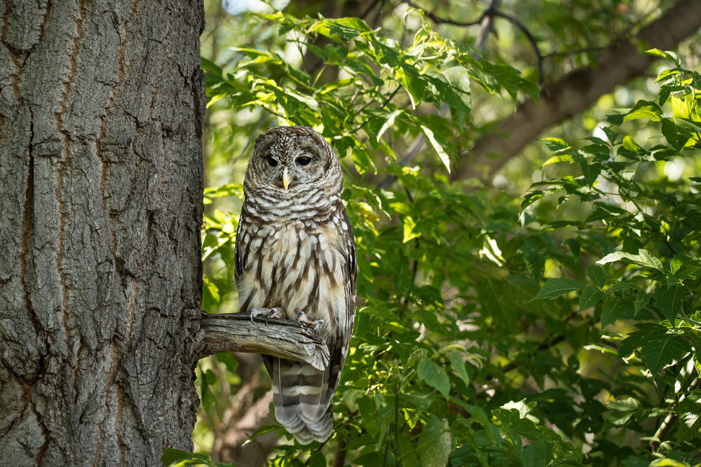 Northern-Spotted-Owl-Ecosia