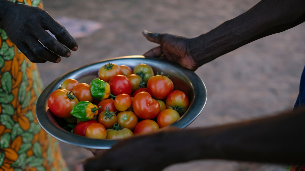 senegal-forest-garden-ecosia-02