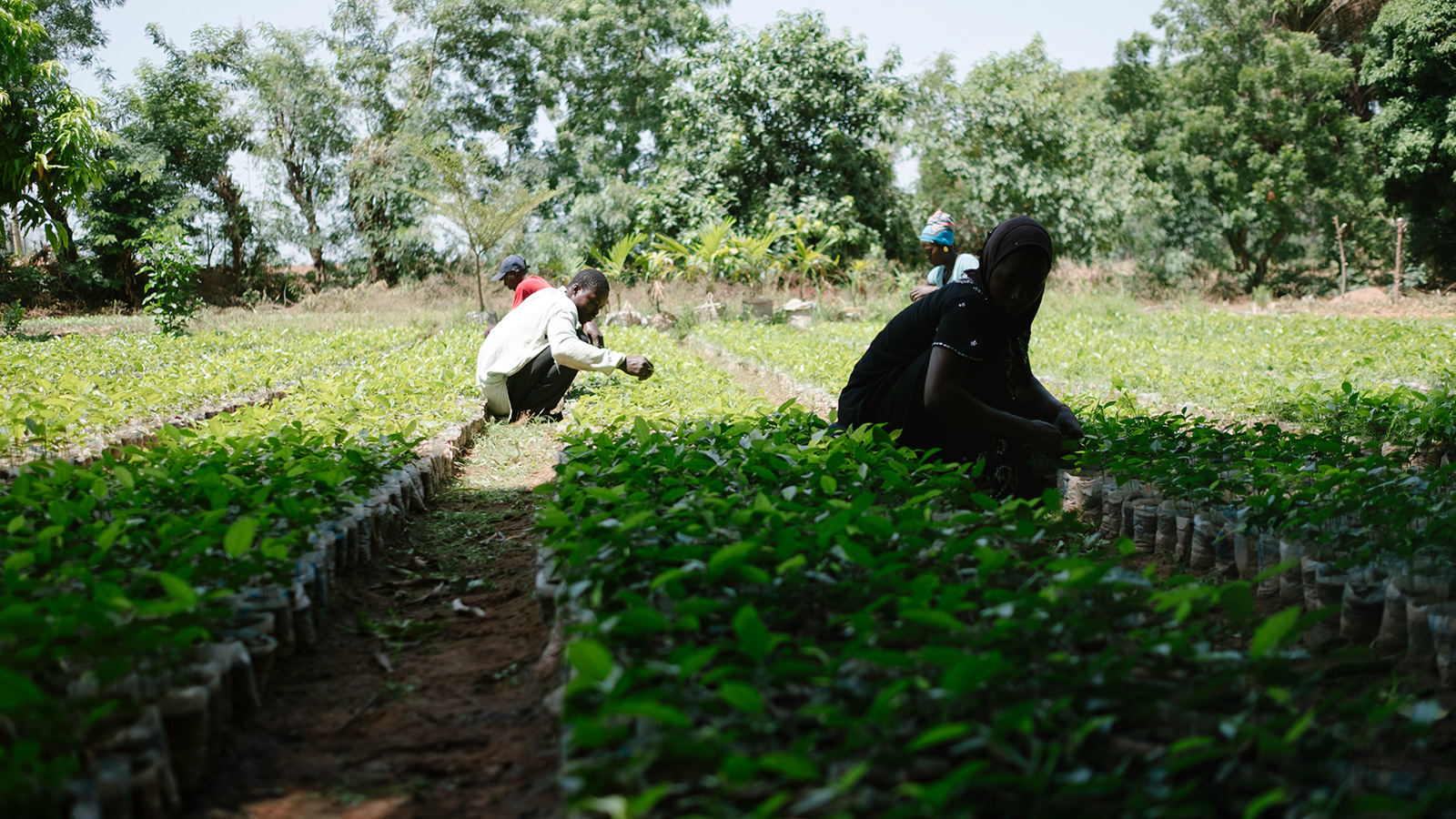 Does ecosia plant trees - industriesdiki