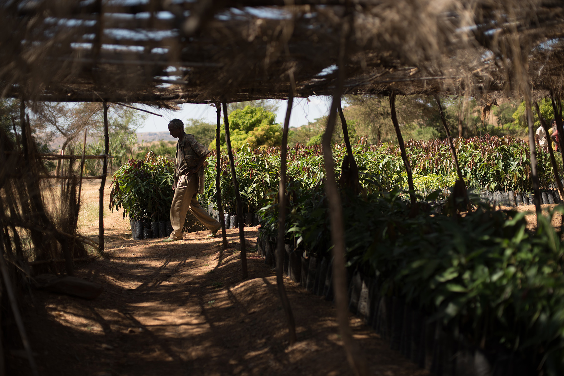 does ecosia actually plant trees