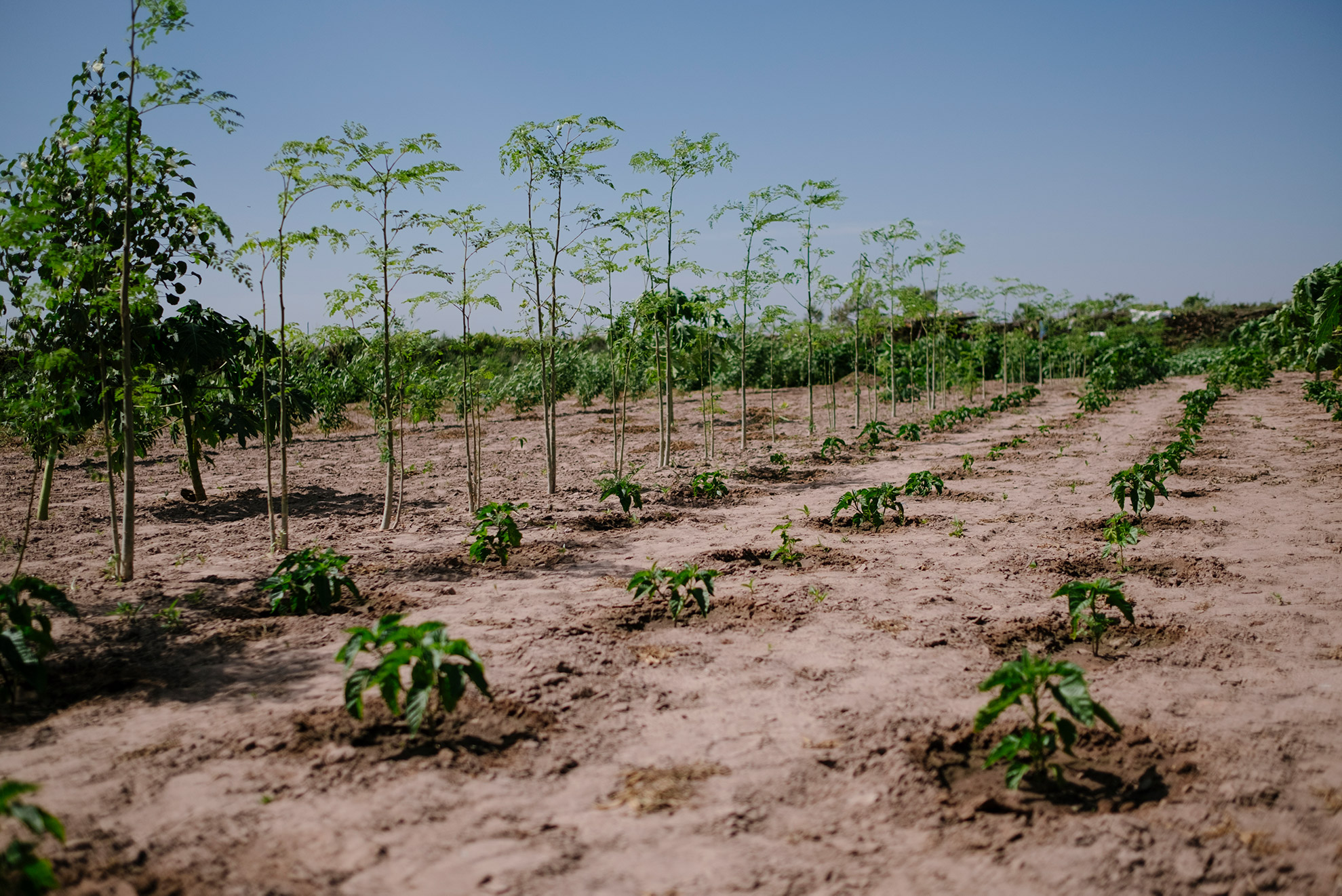 does ecosia actually plant trees