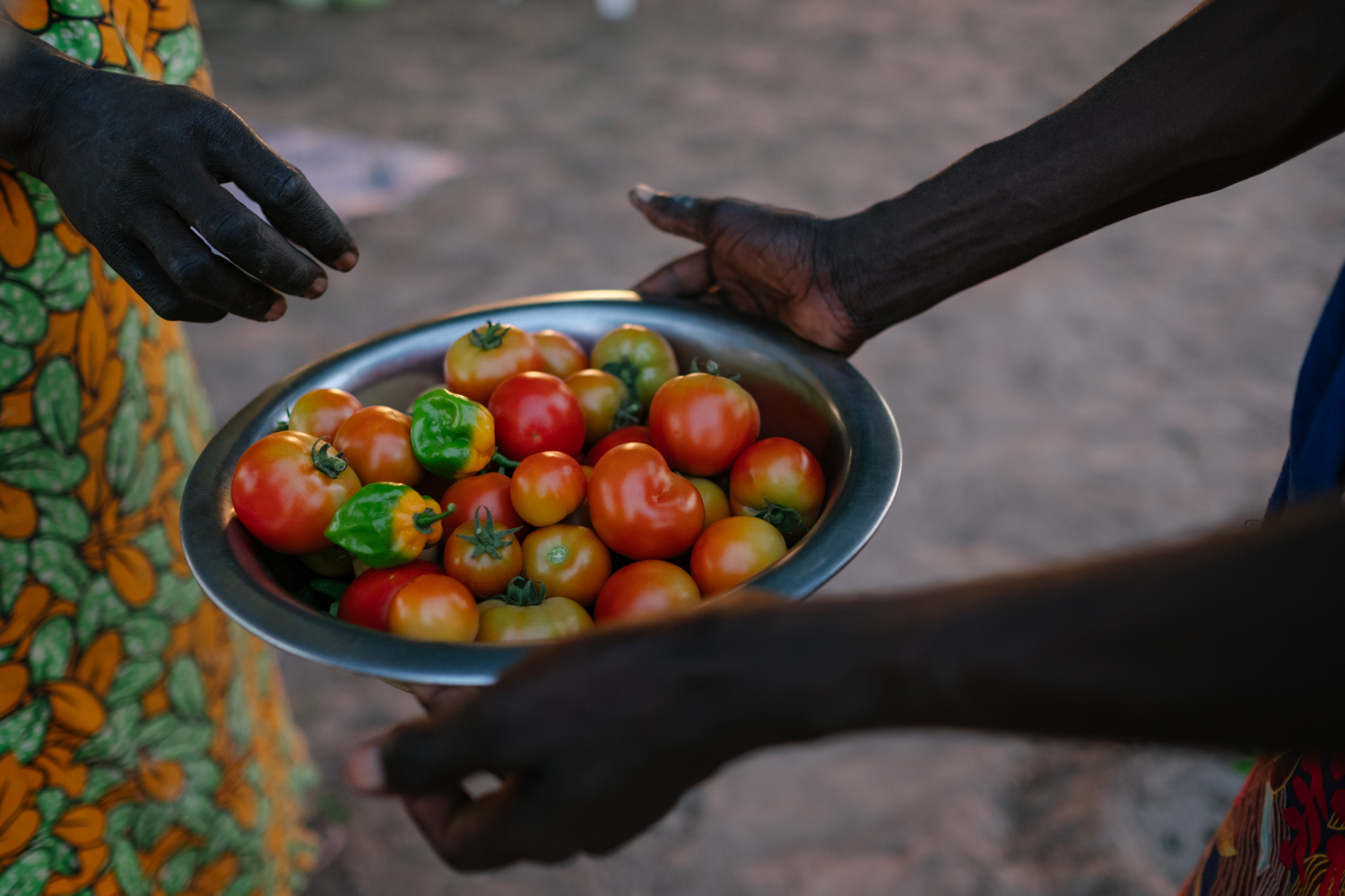 Senegal-Ecosia-Forest-Garden-Agroforestry-trees-climate-change--17-of-103-