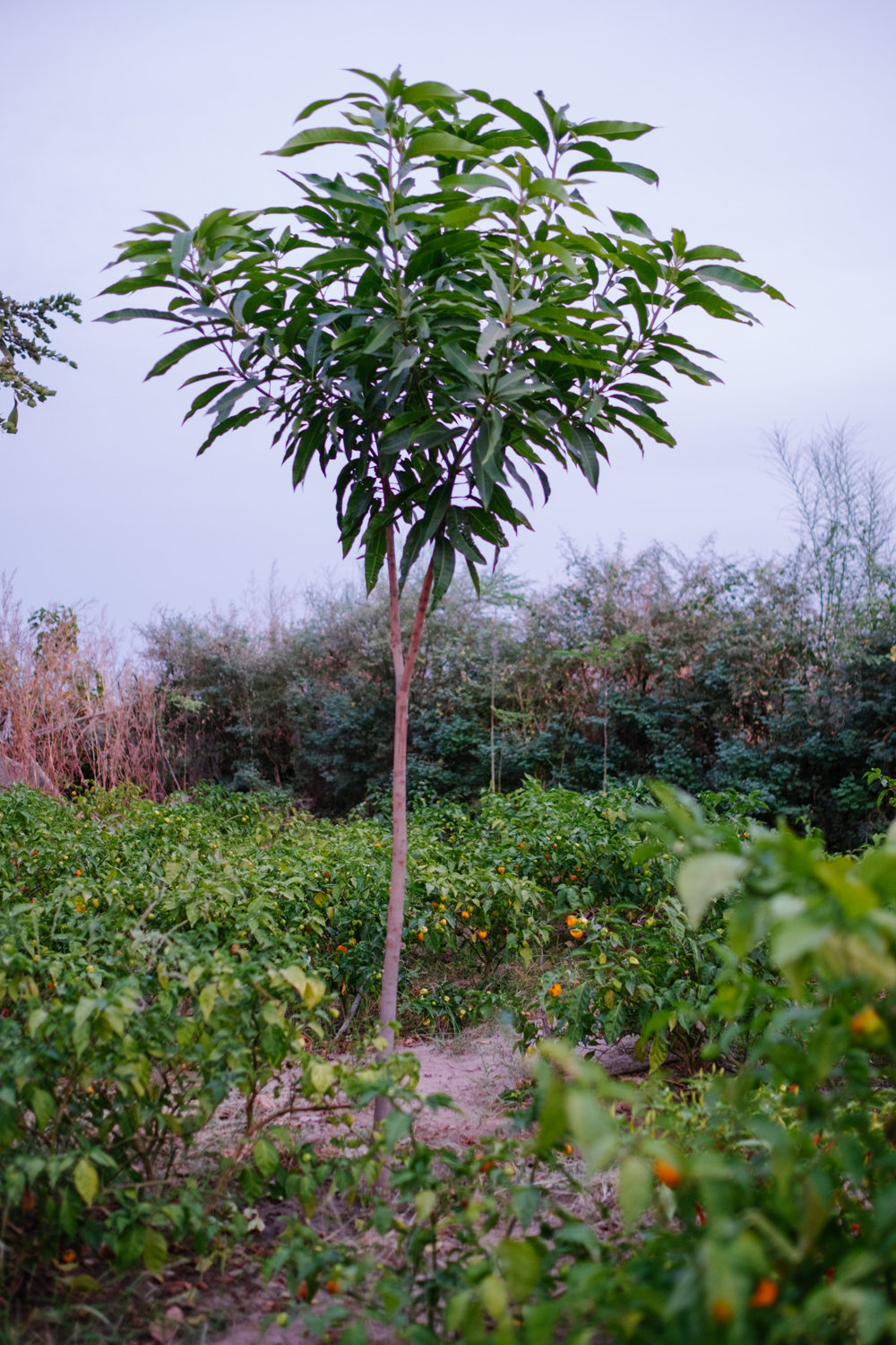 Senegal-Ecosia-Forest-Garden-Agroforestry-trees-climate-change--51-of-103-