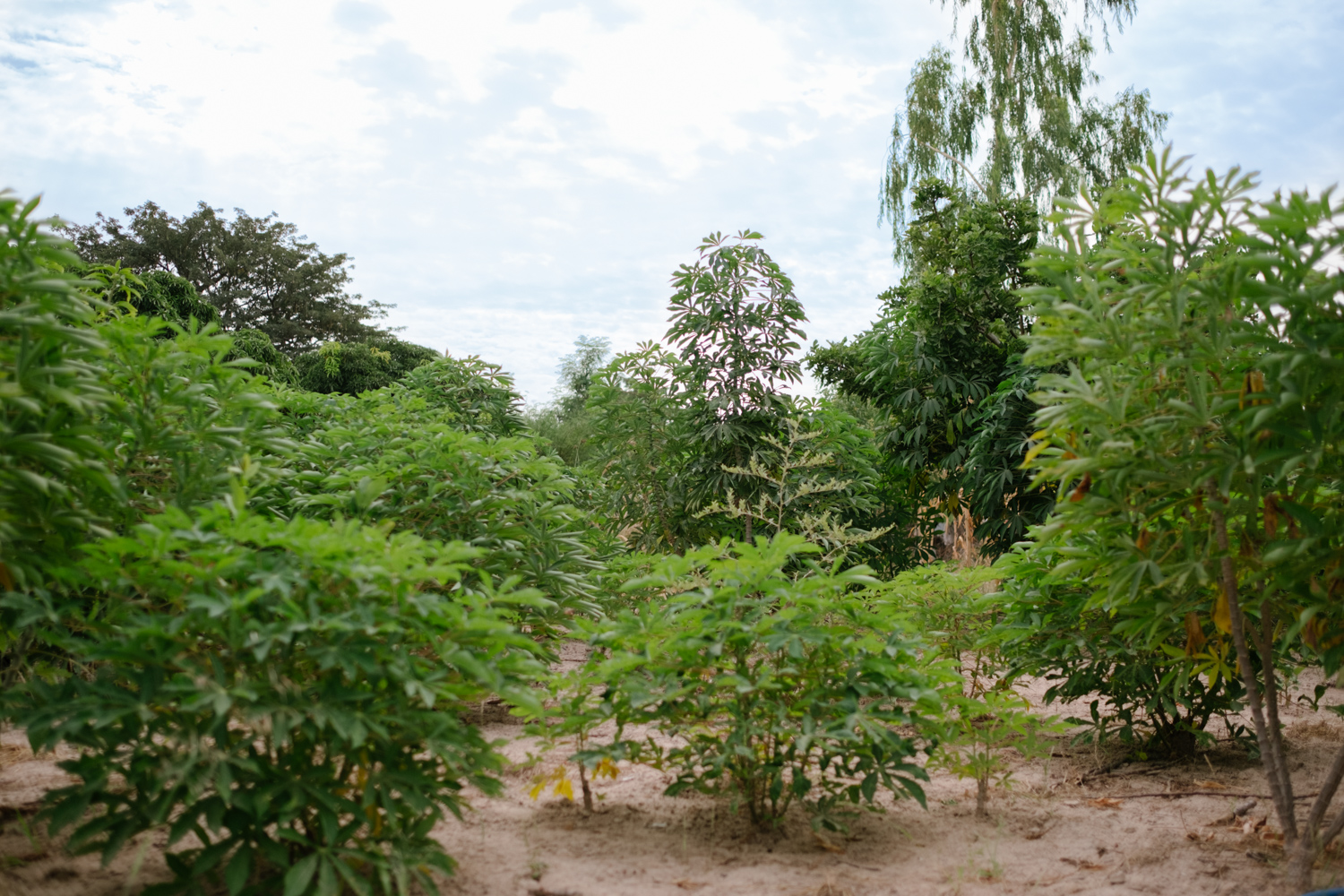 Senegal-Ecosia-Forest-Garden-Agroforestry-trees-climate-change--58-of-103-