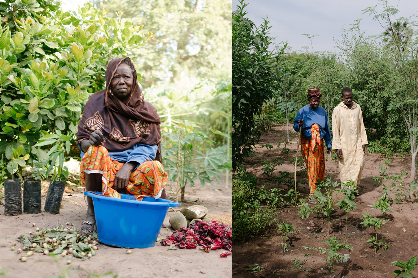 Senegal-Ecosia-Forest-Garden-Agroforestry-trees-climate-change--80-of-103-