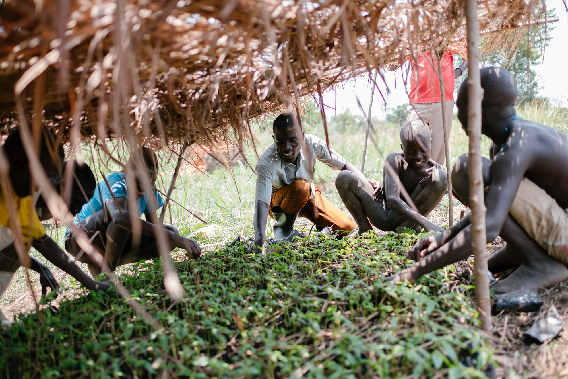 does ecosia actually plant trees