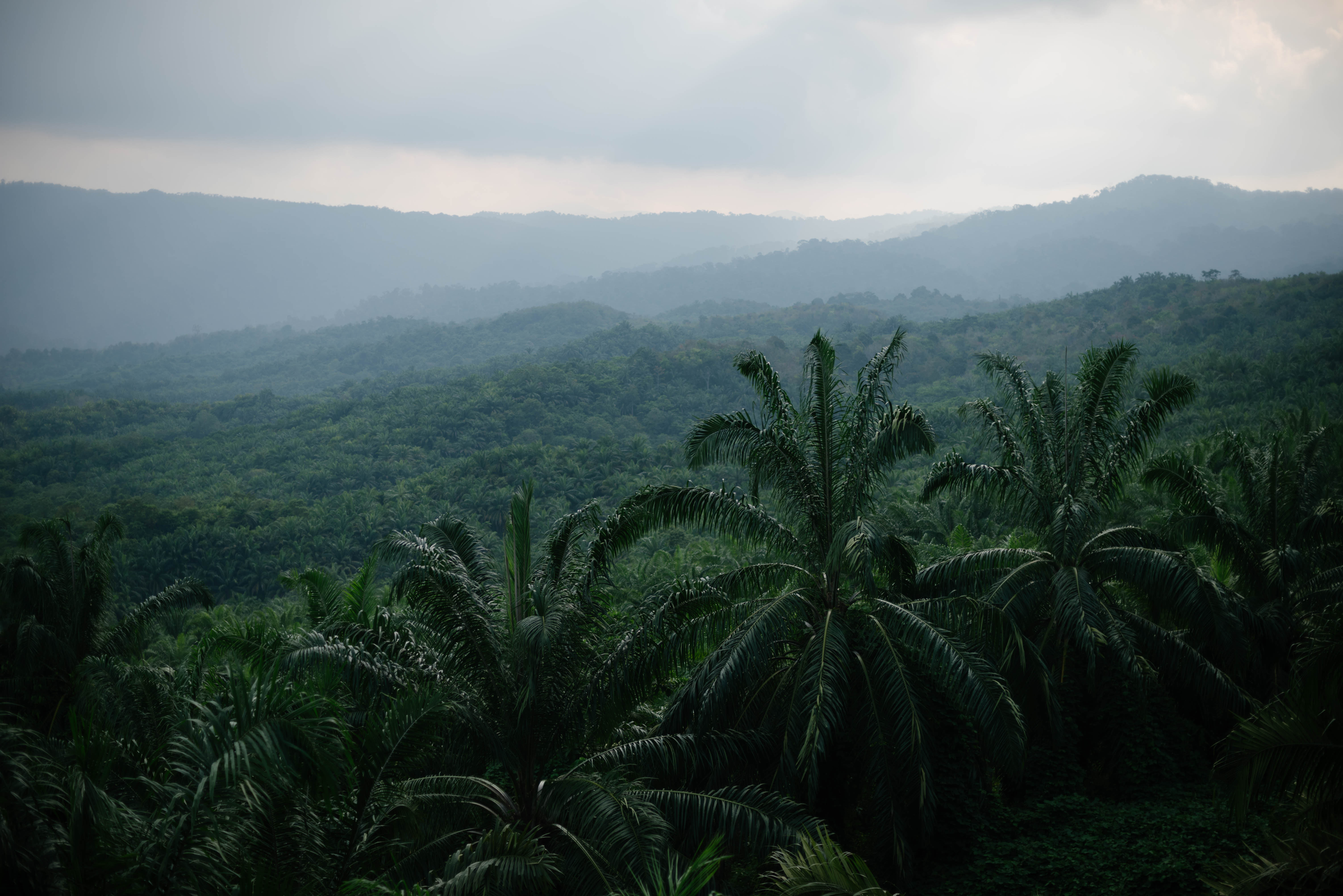 palm oil tree plantation