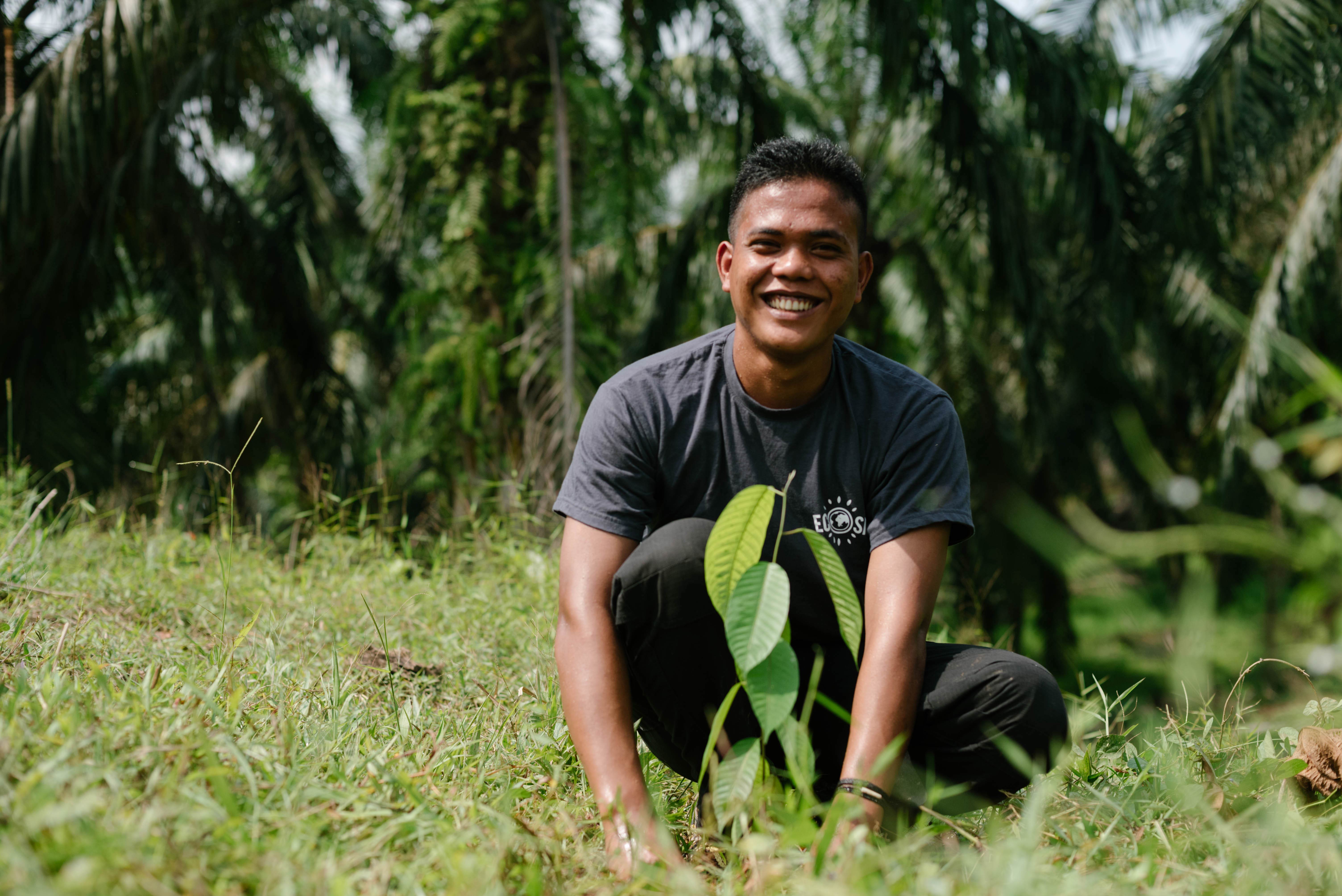 palm oil tree plantation