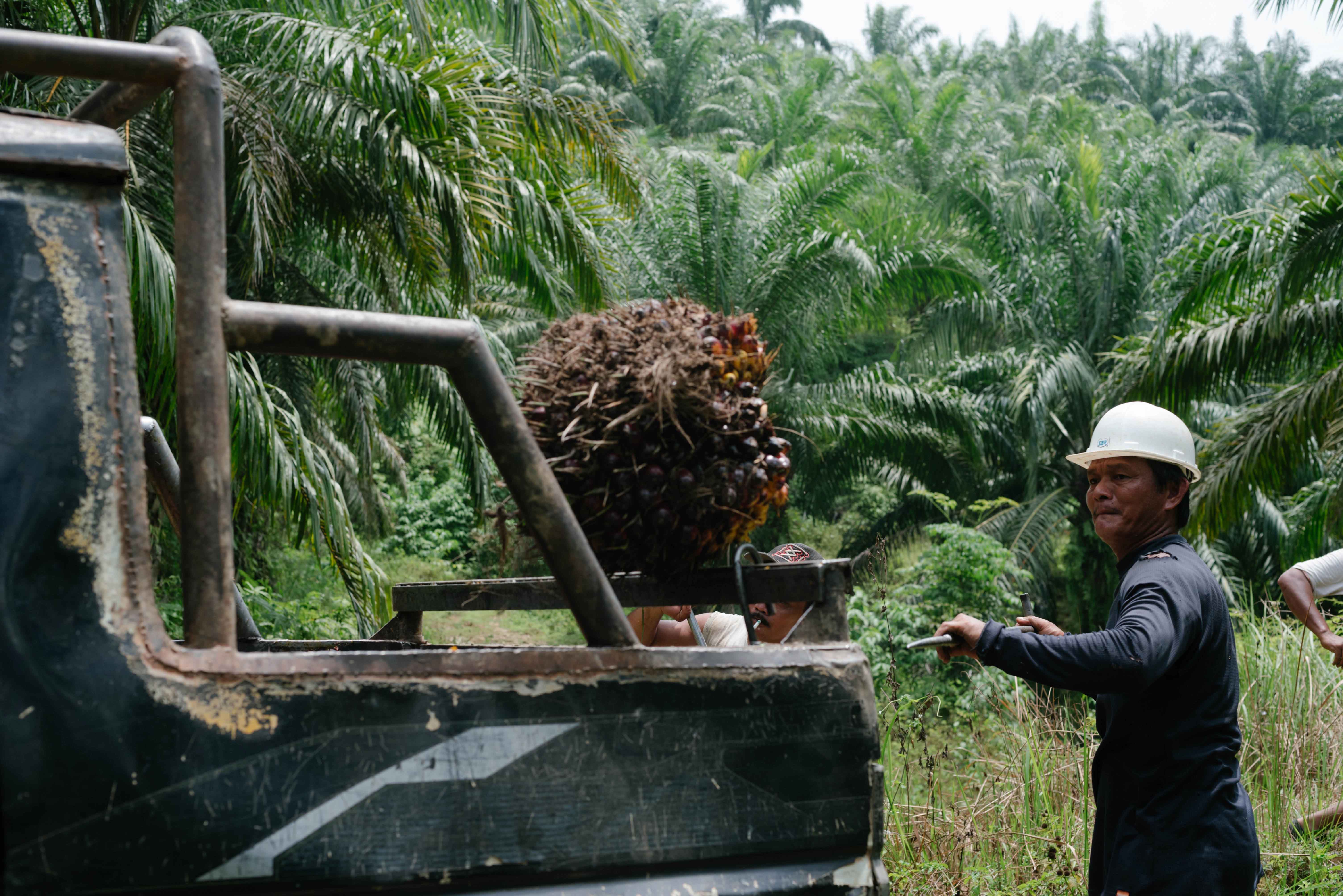 Palm Oil: What is it, why is it a problem, and can it be