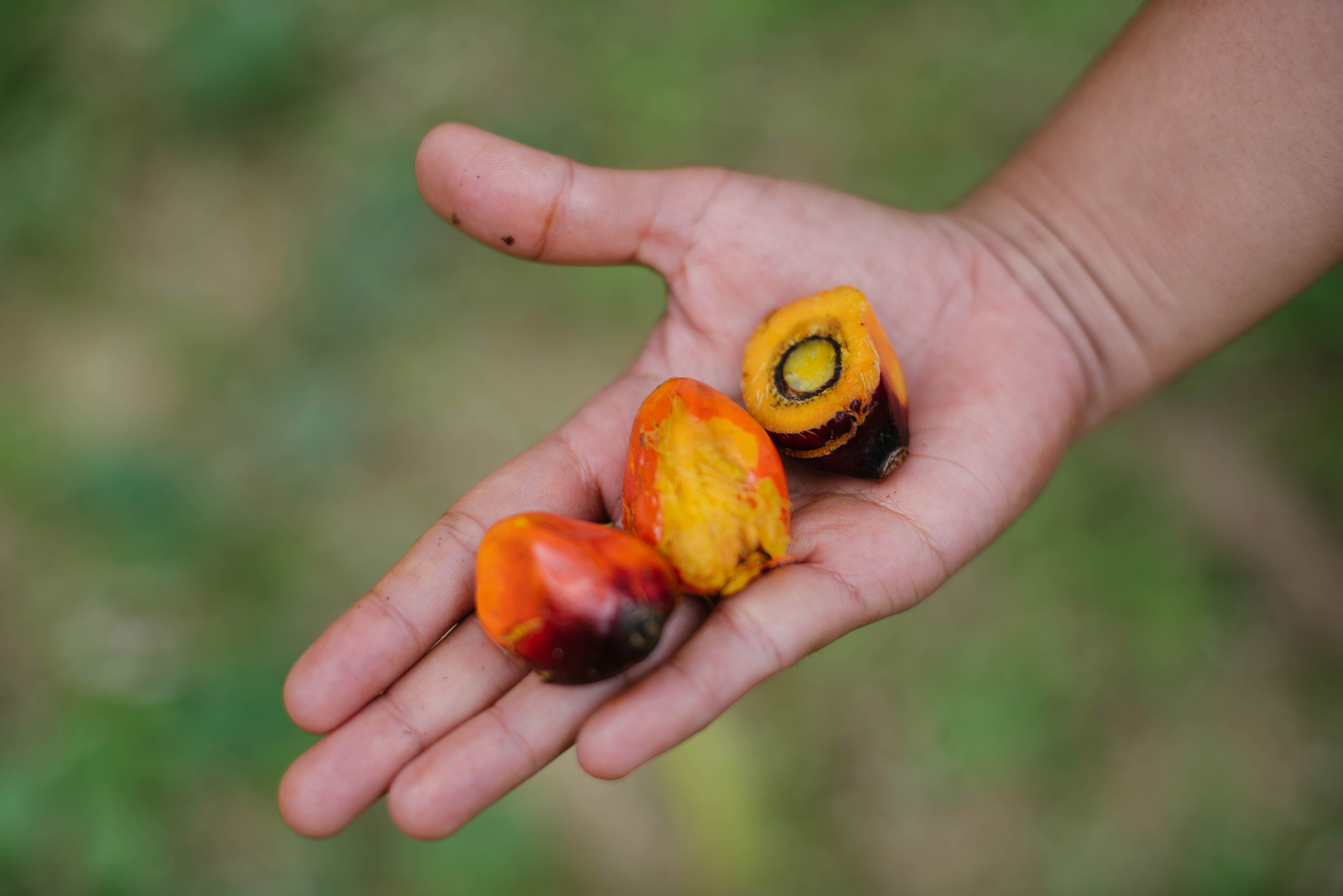 What is palm oil?