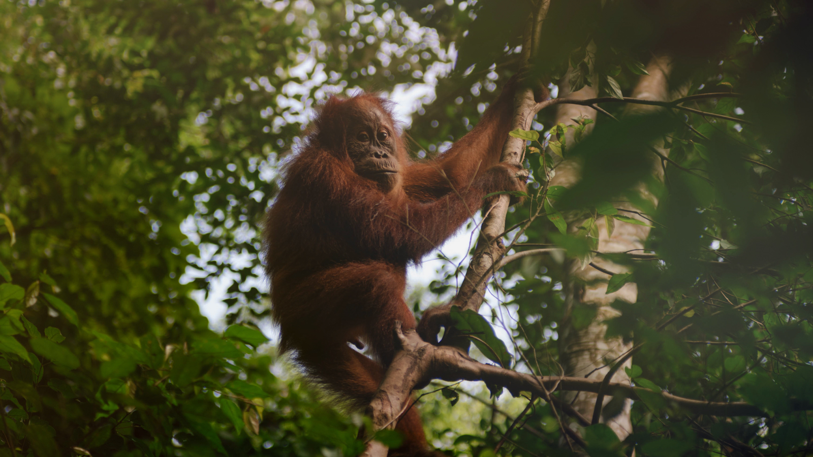 Why Is Palm Oil Bad For The Environment 