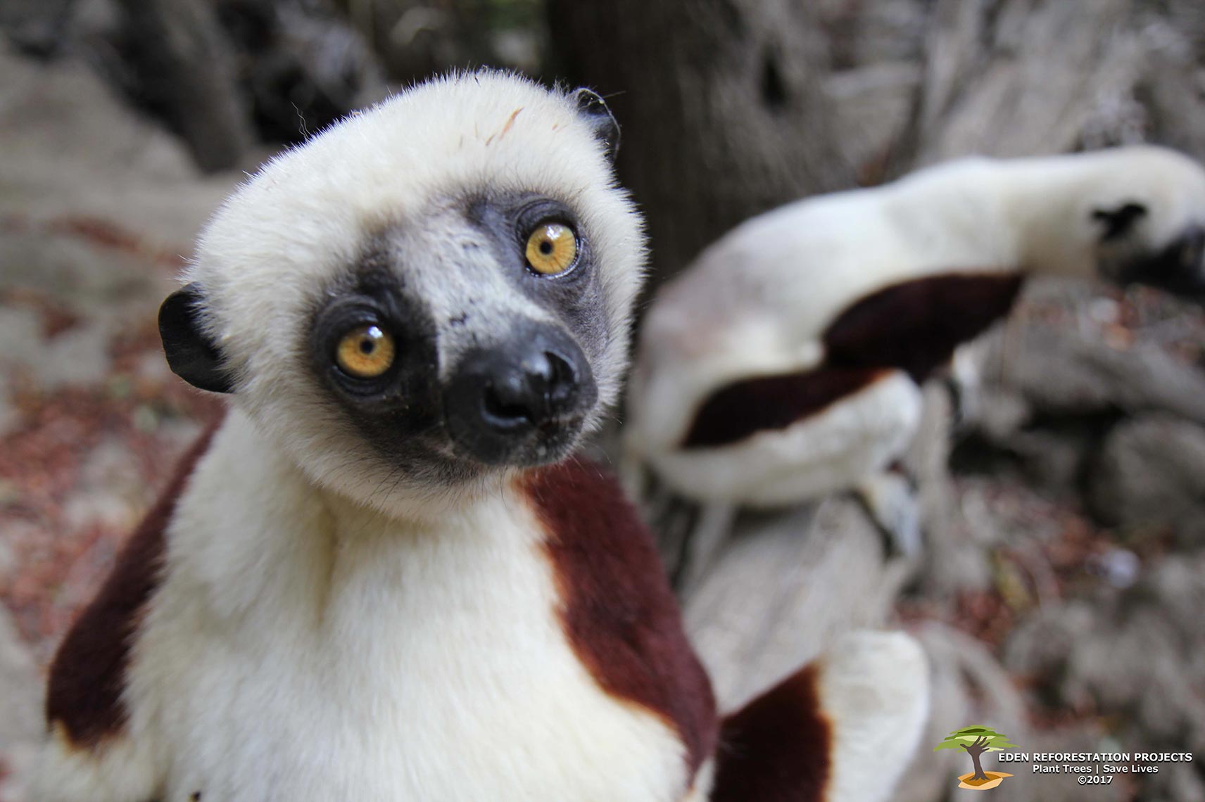 Endangered-Sifaka-Ecosia