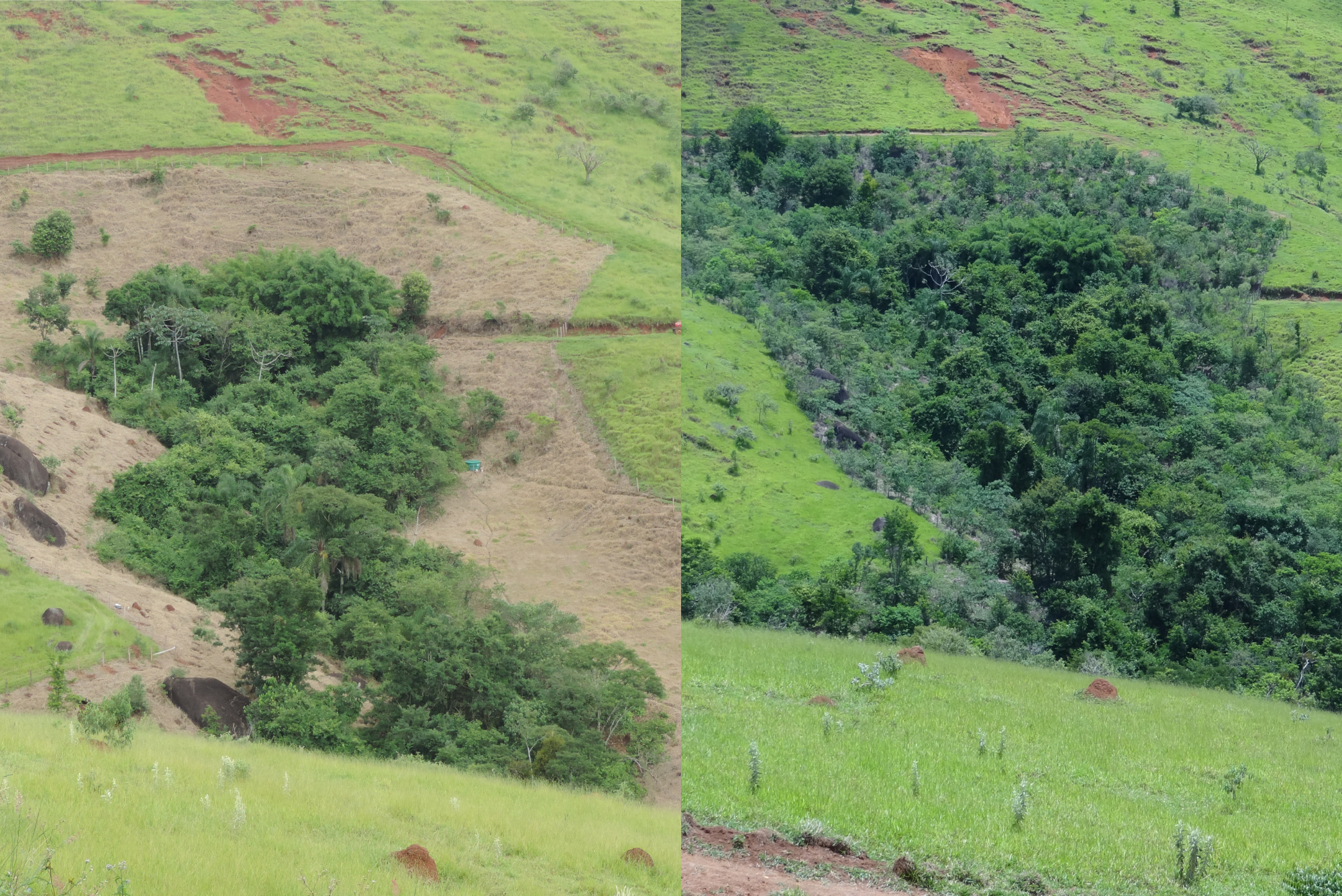 Brazil's Atlantic Forest will radically change in the next 50 years