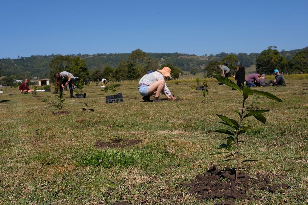 Ecosia plants trees in after bushfires