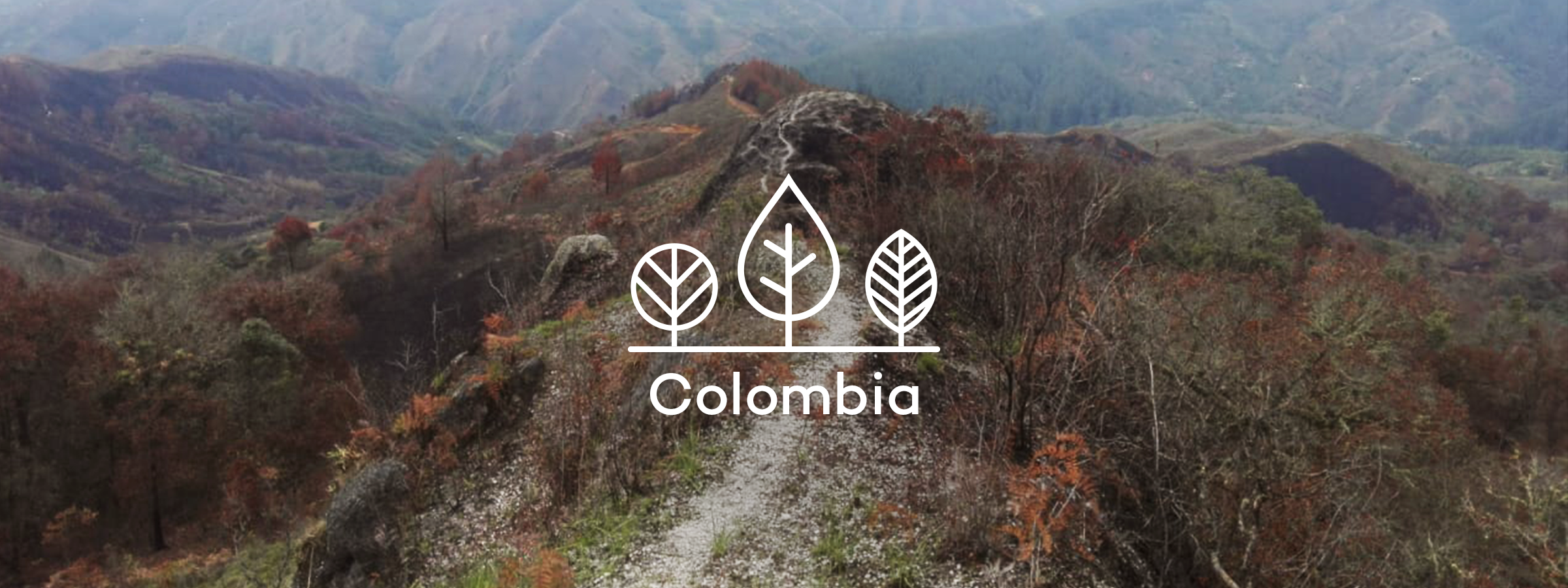 your trees in colombia
