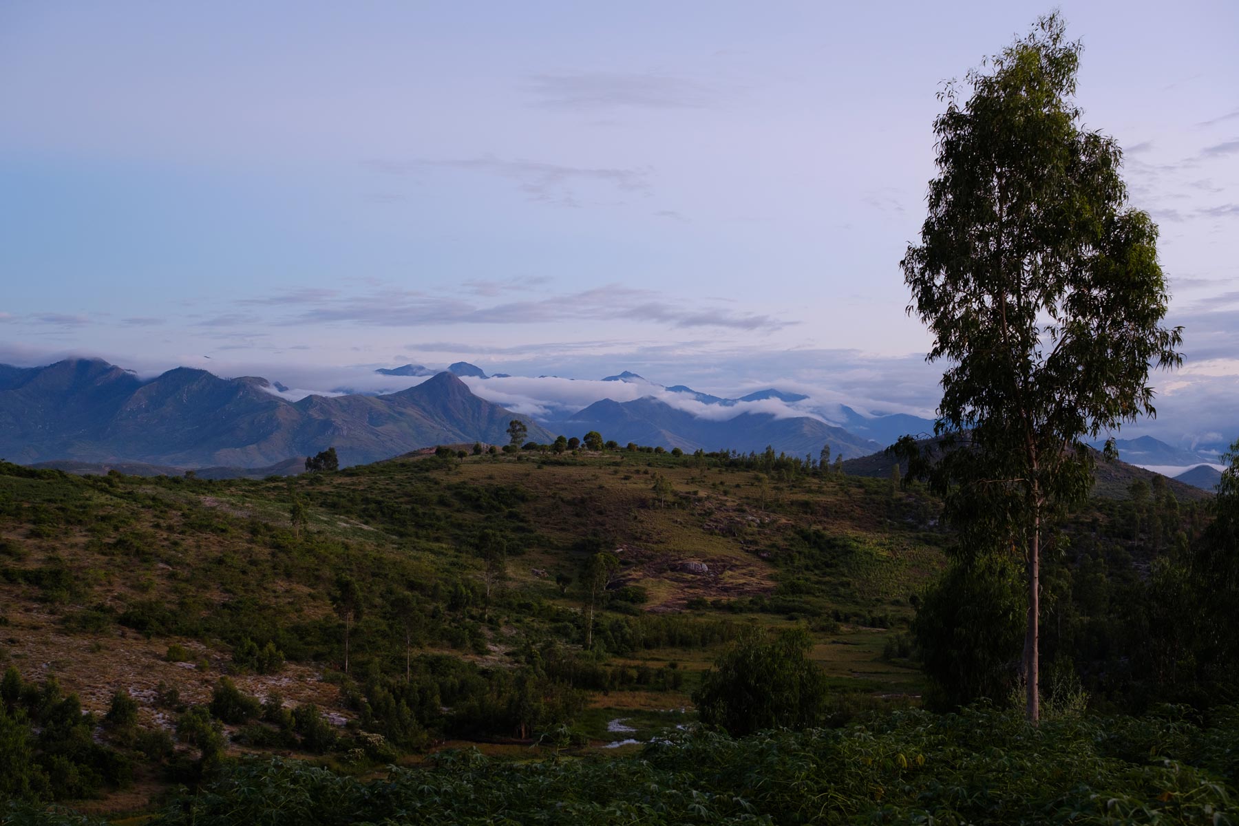 why-ecosia-and-other-businesses-are-calling-for-other-wooded-lands-to