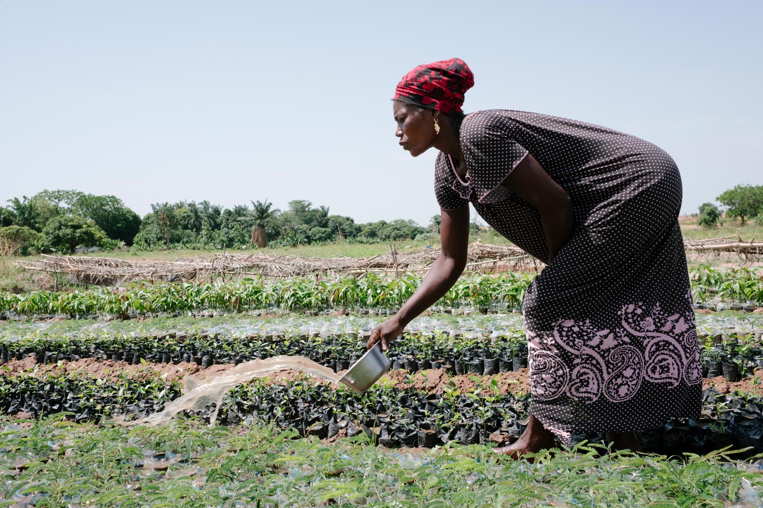 A woman watering seedlings in a field, with a bowl of water
