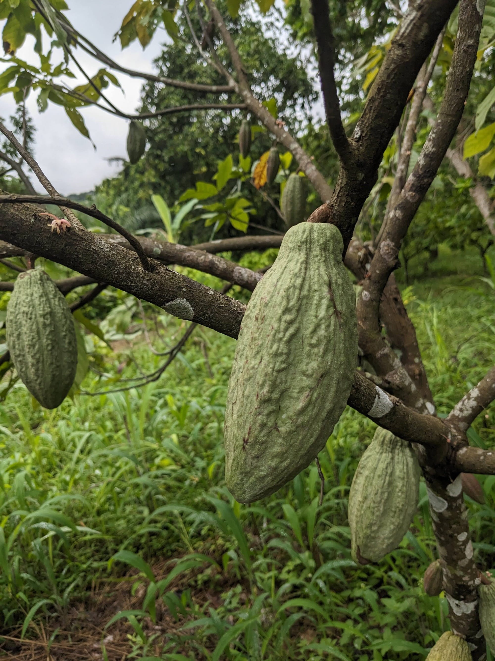 Growing sustainable chocolate: Our trees in Togo