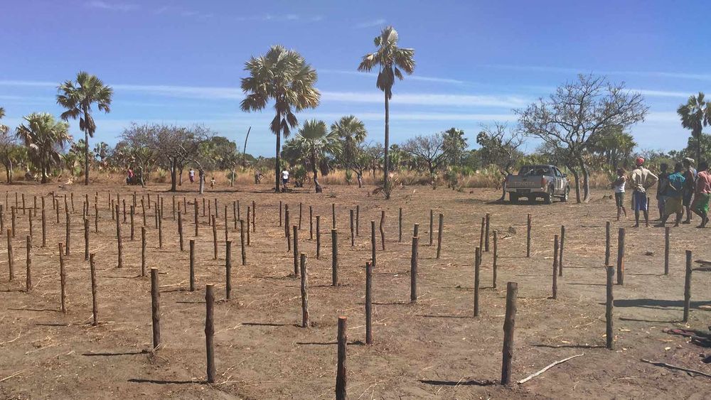 trees help in reducing the pollution of our environment