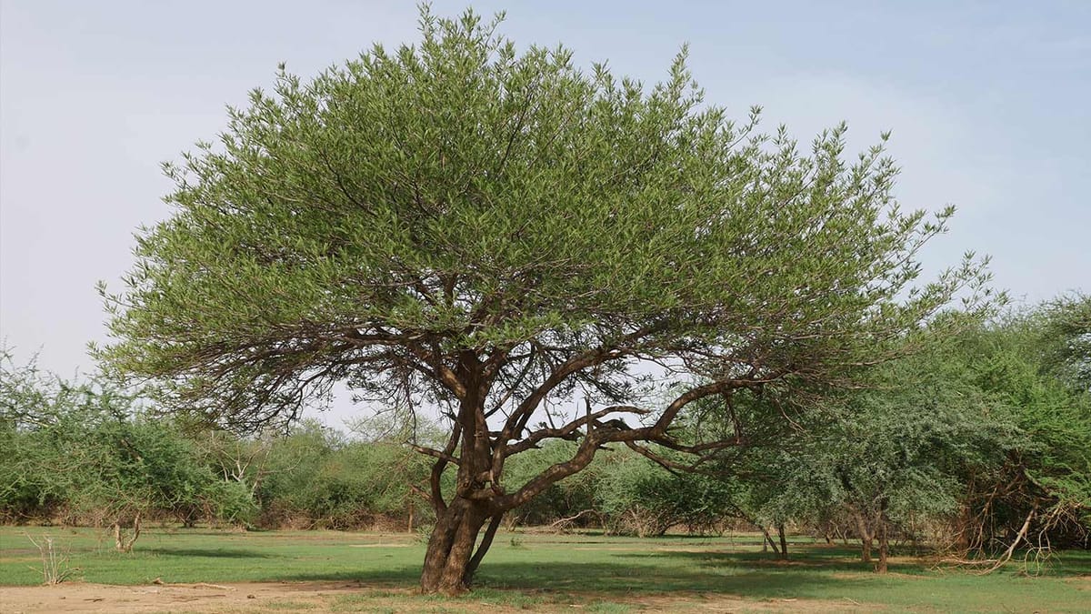 How Acacia Senegal trees change the lives and roles of women in a Sudanese  village