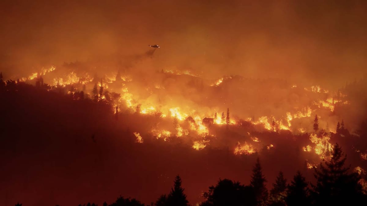 Everything you need to know about forest fires - EcoMatcher