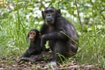 USAID cuts defunded Jane Goodall’s Tanzania project–we’re pledging $100k