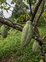 Growing sustainable chocolate: Our trees in Togo