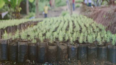 3 million trees planted