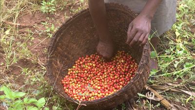 Your trees have changed a coffee farmer's life — and the lives of her children