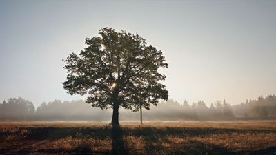 Fall cleaning: Forestle, Znout and Treely discontinued