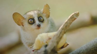 Lemurs need homes, too