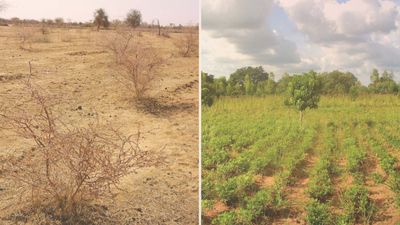 Lilengo 3 years later: how planting trees helped an entire town