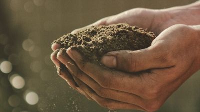 Soil is important. Why do we treat it like dirt?