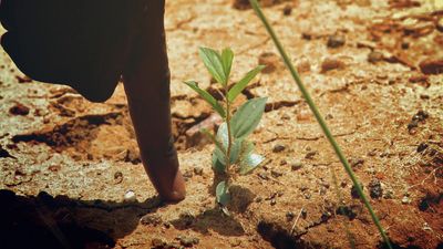 These are your first trees in Burkina Faso