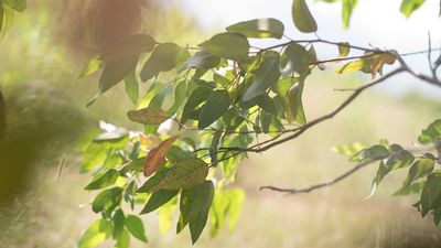 The state of our forests