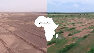 From depleted desert to fertile forest