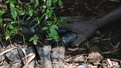 Our first mini-documentary: Uganda's New Forests