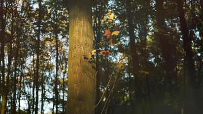 Ecosia offers RWE €1,000,000 for Hambach Forest